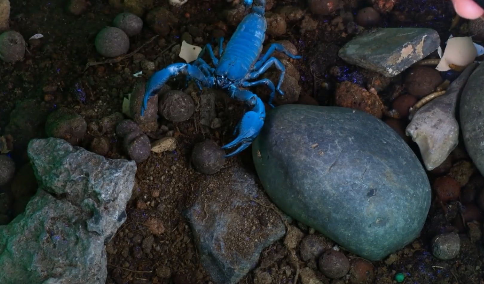 How to Use a UV Flashlight for Scorpion Hunting and Mineral Detection
